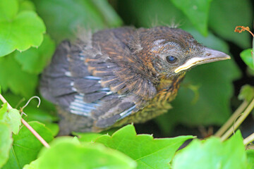 Young blackbird chick in front of an ivy-covered wall © TwilightArtPictures