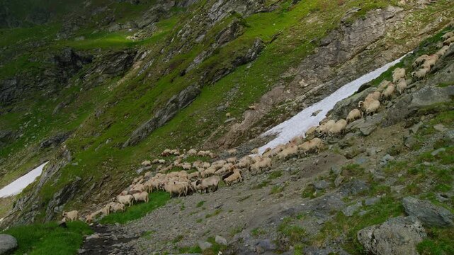 Sheep Herd Crossing Rocky Carpathian Mountain Slope