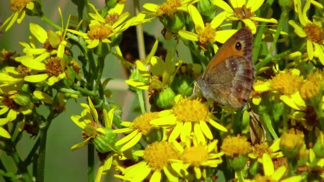 Gatekeeper butterfly (Pyronia tithonus), also known as the Hedge Brown, perched on a yellow flower.