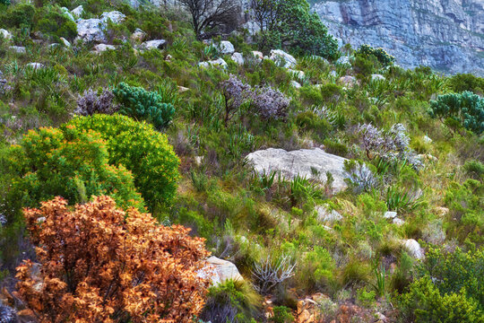 Lush mountainside with indigenous South African fynbos plants and boulders. Low angle of a scenic mountain landscape on Table Mountain. Remote hiking location and tourist destination in nature