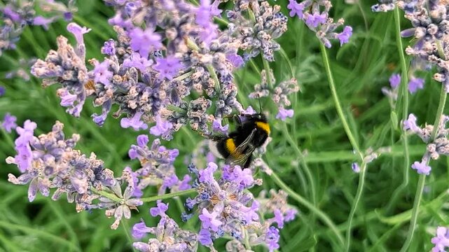 A bumblebee collects nectar from purple lavender in a sunny field. The insect moves diligently from bud to bud. Soft light highlights the vibrant colors. This peaceful scene showcases pollination.