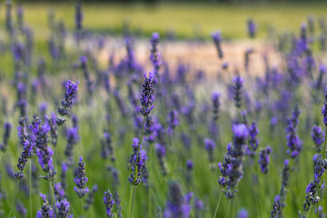 Delicate lavender flowers sway gently in the garden, surrounded by soft natural bokeh that enhances their vibrant purple color and tranquil appearance. © Tanya