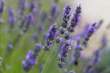 Fototapeta premium Close-up of blooming lavender flowers in a garden with a soft blurred background. Fragrant purple blossoms create a peaceful natural scene perfect for summer and wellness themes.