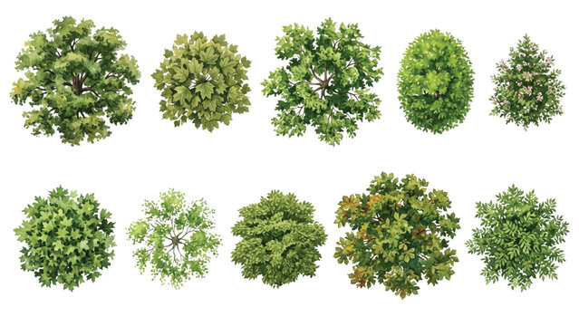 Top View Landscape Architecture Tree Crown Collection with Boulevard and Park Trees, Varied Canopy Sizes, Botanical Gouache Watercolor Vector Symbols