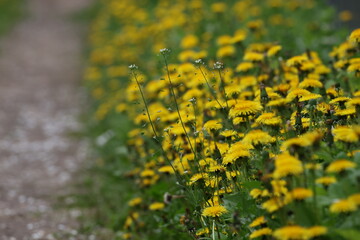 Obraz premium Shepherd's purse growing among blooming dandelions in spring meadow
