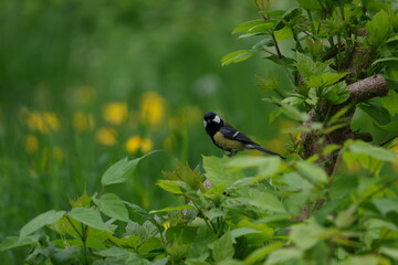 Great tit resting among fresh green foliage with soft natural background © Olga