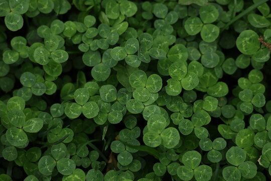 Natural clover leaves background for organic branding, packaging, advertising and decorative layouts