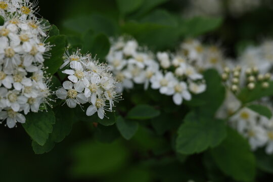 Lush blooming spirea covered with delicate white flowers in spring