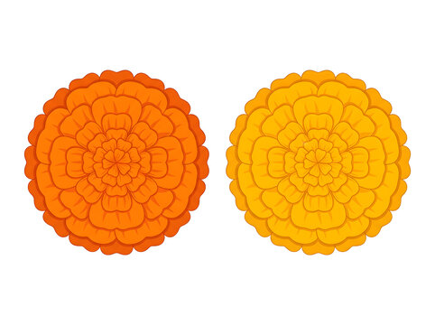 Orange and yellow marigold flowers top view flat vector isolated on white background for festive floral design