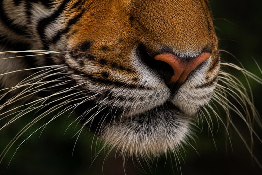 Extreme close up of Bengal tiger nose and whiskers with detailed fur texture, powerful wildlife portrait and endangered species concept