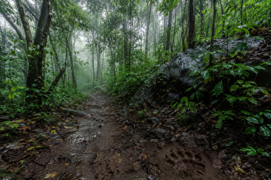 Misty tropical rainforest trail with lush green vegetation, untouched jungle pathway and pristine wildlife habitat