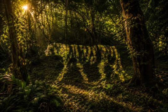 Camouflaged Bengal tiger walking through dense tropical rainforest, endangered wildlife in natural forest habitat