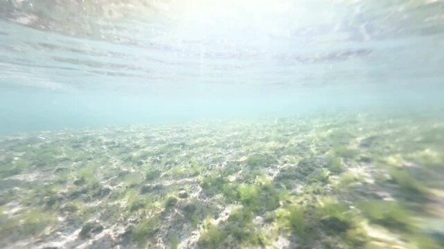 Shallow underwater seabed covered with green seaweed and clear blue water surface above, natural marine background, 4K_1_15s_1,35_IMG_1050_3,26_20260214.mov