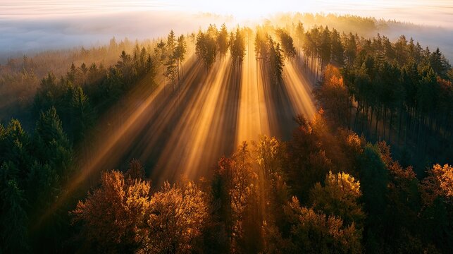Golden sunbeams pierce through misty autumn forest canopy at sunrise