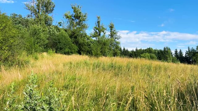 Lush green meadows filled with wildflowers and dense bushes stretch under a clear blue sky. Tall deciduous trees and distant pines frame this peaceful, sun-drenched countryside scene in midsummer.