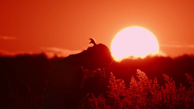 A silhouette of a person praying against the backdrop of an orange sunset and a huge sun