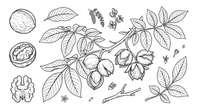 Vintage walnut botanical illustration set, hand drawn nut branches with leaves and kernels, black and white line art vector for organic food packaging