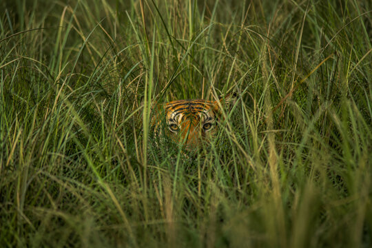 Bengal tiger hidden in tall grass with natural camouflage, endangered wildlife in tropical habitat and conservation concept