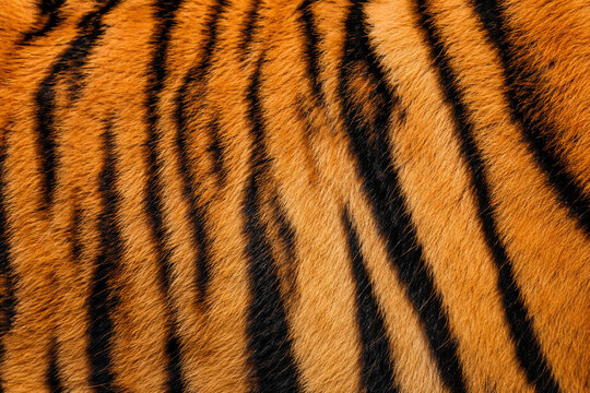 Close up of Bengal tiger fur texture with vibrant orange and black stripes, natural wildlife pattern background and detailed animal coat