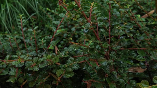 Close up macro shot of decorative shrub branches with small green leaves covered in water raindrops after rain. Lush wet foliage texture in summer park. Static clean view.