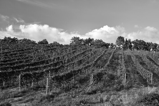 Agricultural landscape with vine plantations on the hillside in Tuscany