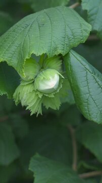 Fresh Unripe Hazelnuts Growing on a Branch in a Lush Green Garden