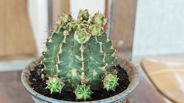 Potted Gymnocalycium mihanovichii variegata cactus.