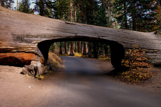 Tunnel tree at Sequoia National Park