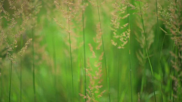 Tall grass seed heads in meadow field
