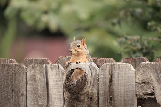 Fox Squirrel Peeking over Wooden Backyard Fence