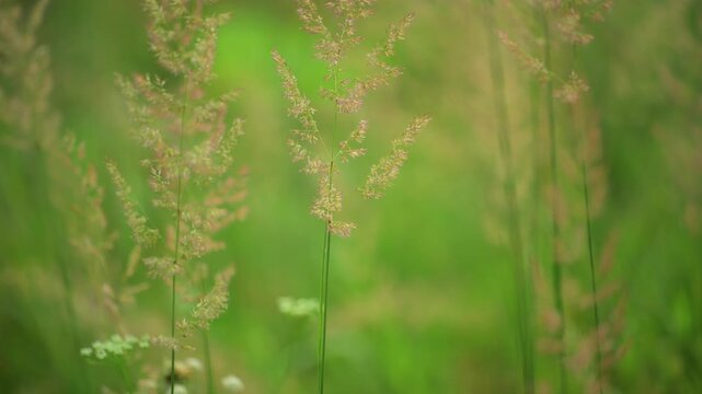 Tall grass seed heads in meadow field