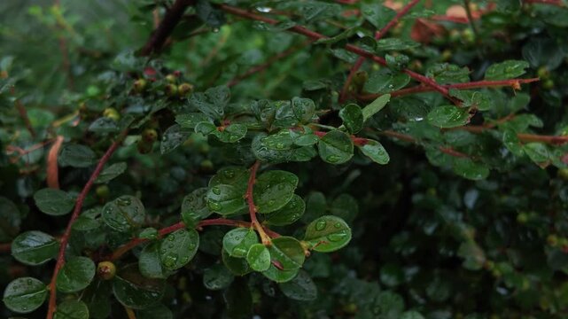 Close up macro shot of decorative shrub branches with small green leaves covered in water raindrops after rain. Lush wet foliage texture in summer park. Static clean view.
