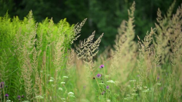 Tall grass seed heads in meadow field