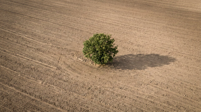 Minimal aerial abstraction of a lone green tree casting shadow on plowed field