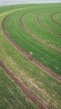 Aerial view of a lone worker walking curved rows of a lush green crop field