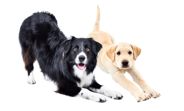 Funny Border Collie dog and a Labrador puppy stretching together isolated on white background