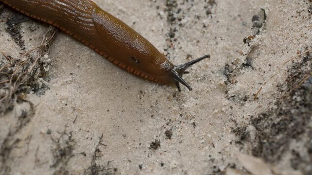 Top view of brown slug crawling on sand