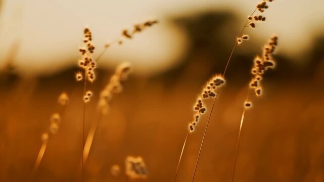 Golden backlit meadow grass swaying softly with fuzzy seed heads in shallow focus across wide panoramic view, creating warm natural texture and gentle motion, with grass, meadow, seedhead, swaying