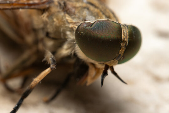 Extreme Macro Portrait of a Horsefly Head