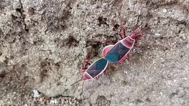 Macro Close Up of Two Red Bugs or Dysdercus Cingulatus Engaged in Mating on a Leaf, Red Cotton Stainer Insect Reproduction in Wild Nature