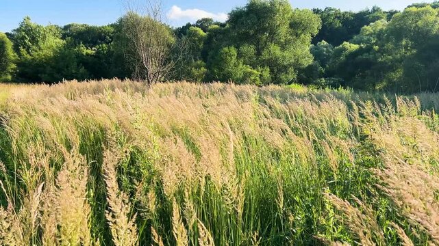 Calamagrostis and tall grasses sway in the wind under a warm sunset. Golden light illuminates the meadow and forest background. This peaceful landscape captures serene, lush countryside nature.