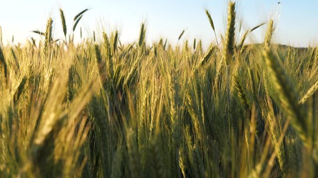 Beautiful golden wheat ears swaying gently in wind under clear blue sky during sunny day. Agricultural landscape showcases richness of harvest and beauty of rural nature. Slow motion forward