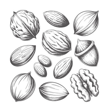 Pencil of assorted nuts and an acorn white almond walnut pecan