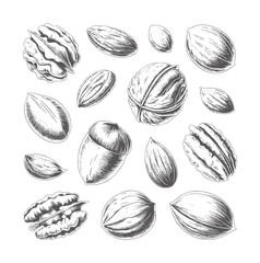 Pencil of various nuts and an acorn walnut pecan almond © Musfiqur