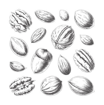 Pencil of various nuts and an acorn walnut pecan almond