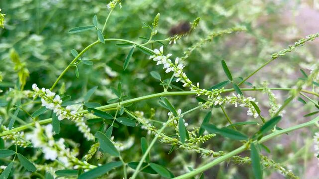 A honey bee collects nectar from white sweet clover on a sunny day. Close-ups show the pollinator moving across Melilotus blossoms. Swaying blooms in a green, bokeh-filled meadow create a serene scene
