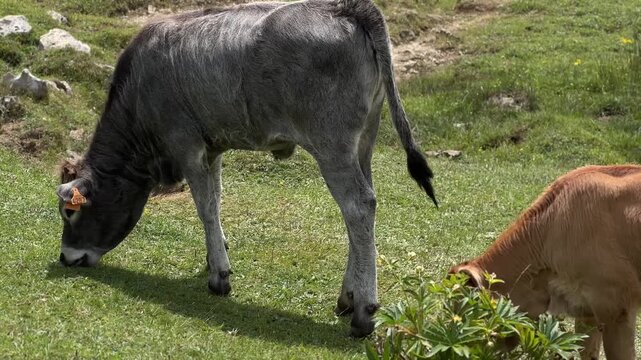 A gray calf and a small brown calf grazing peacefully together on a lush green mountain pasture in a rural landscape, representing livestock farming, nature, and animal husbandry