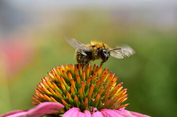 Mauerbiene fliegt von einem Sonnenhut © christiane65