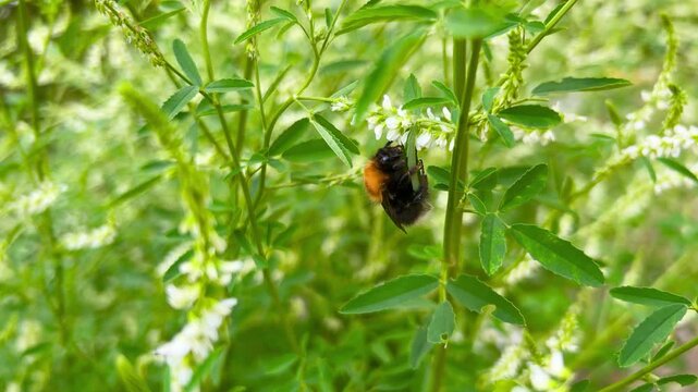 A large bumblebee gathers nectar on blooming alfalfa. This close-up captures the insect moving among wildflowers, showcasing the detailed texture of its wings and body in a sunny, rural environment.