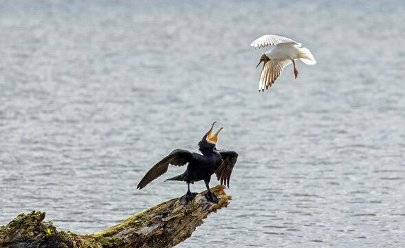 Black-headed gull (Chroicocephalus ridibundus) and great cormorant (Phalacrocorax carbo) in a fierce fight over a territory, in Driemanspolder, Zoetermeer